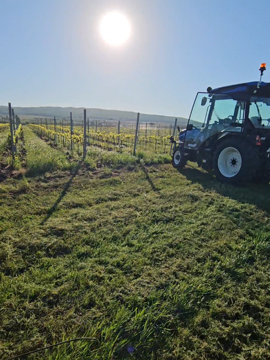🚜 Când n-ai bani de doi piloti le conduci numai tu:) #CramaVelo #VinEcologic #WineTok #Tiriac #VineyardHumor #OrganicWine #RomanianWine  #FromSoilToSip #FYP #DeLaPamantLaPahar #EcoVibes 