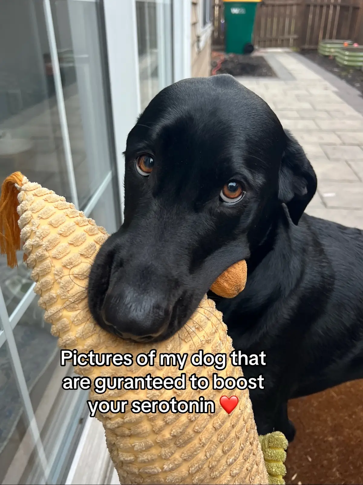My beautiful boy ❤️ #dogs #dog #dogsoftiktok #fyp #foryou #viral 
