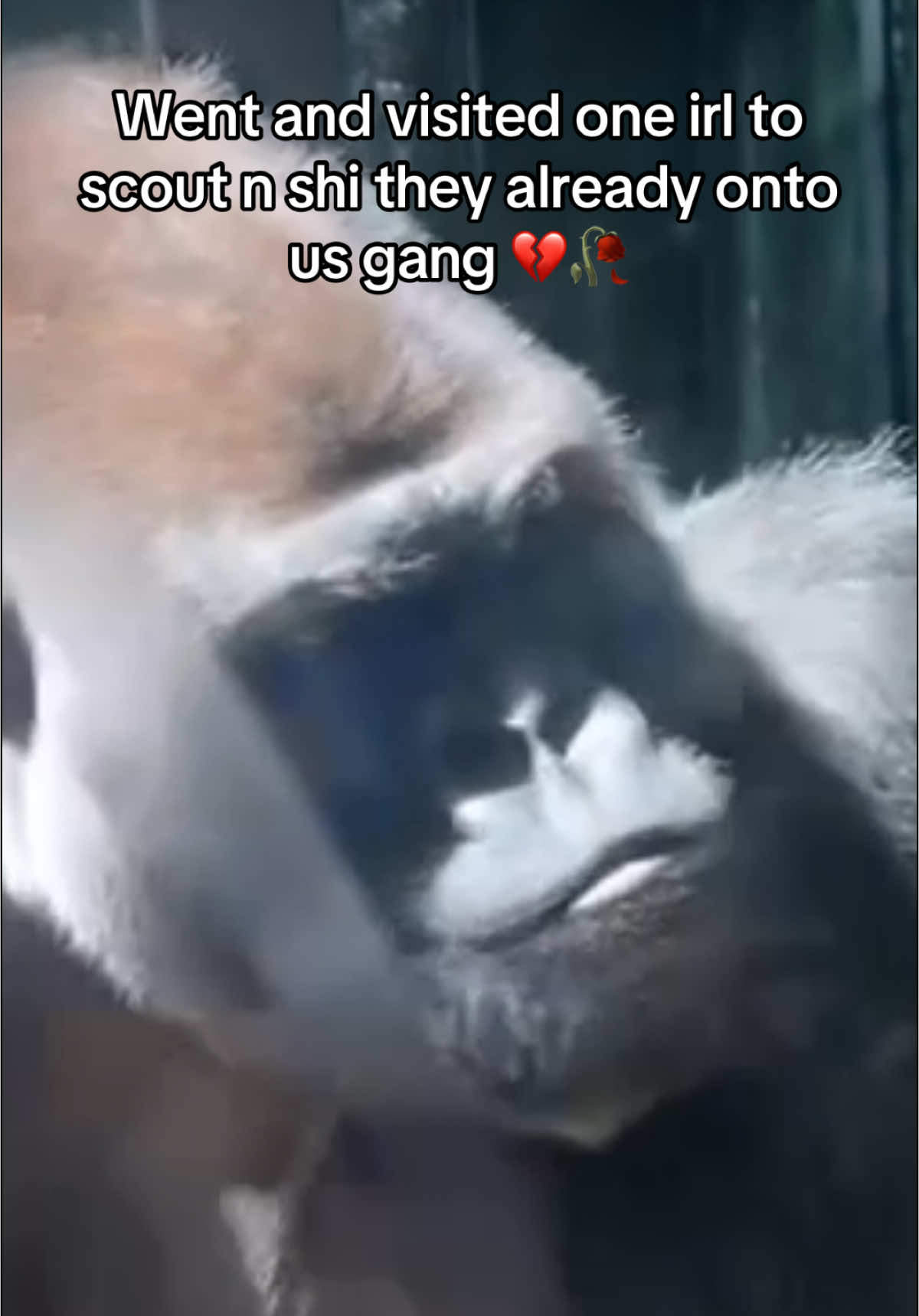 In a direct engagement, a mature silverback gorilla would inflict catastrophic casualties upon 100 unarmed men. Absent coordination, disintegration of the human force is immediate. However, through unified, sacrificial aggression—overwhelming the gorilla by sheer mass—the men could theoretically prevail. The outcome, however, would be pyrrhic: success achieved only through profound loss. #fyp #100menvs1gorrila #trending #gurt #tskevin #foryoupage 