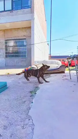 This is no ordinary dog - this is an elite athlete, soaring through the air like a bird with breathtaking precision and grace. Every leap is a moment of art, every move in perfect sync with the trainer, creating a stunning display of trust, talent, and teamwork that leaves viewers speechless and in awe! If you could train your dog to do ONE amazing thing, what would it be? Wait till the end - this jump should be illegal... it's that good!