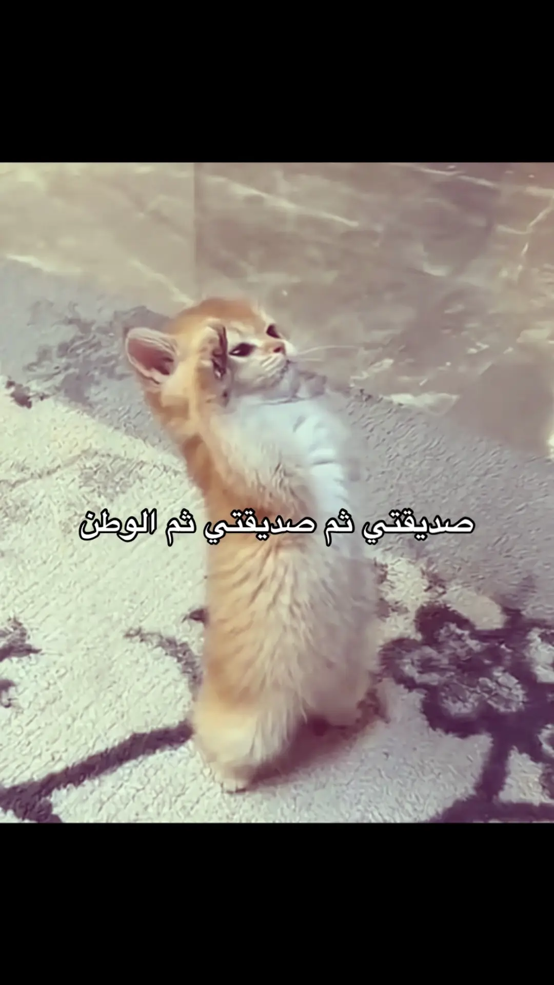 #صديقتي #الوطن #نشيد_الوطني #اكسبلورexplore #foryou #تيك_توك #اكسبلوررررر #ترند #fyp 