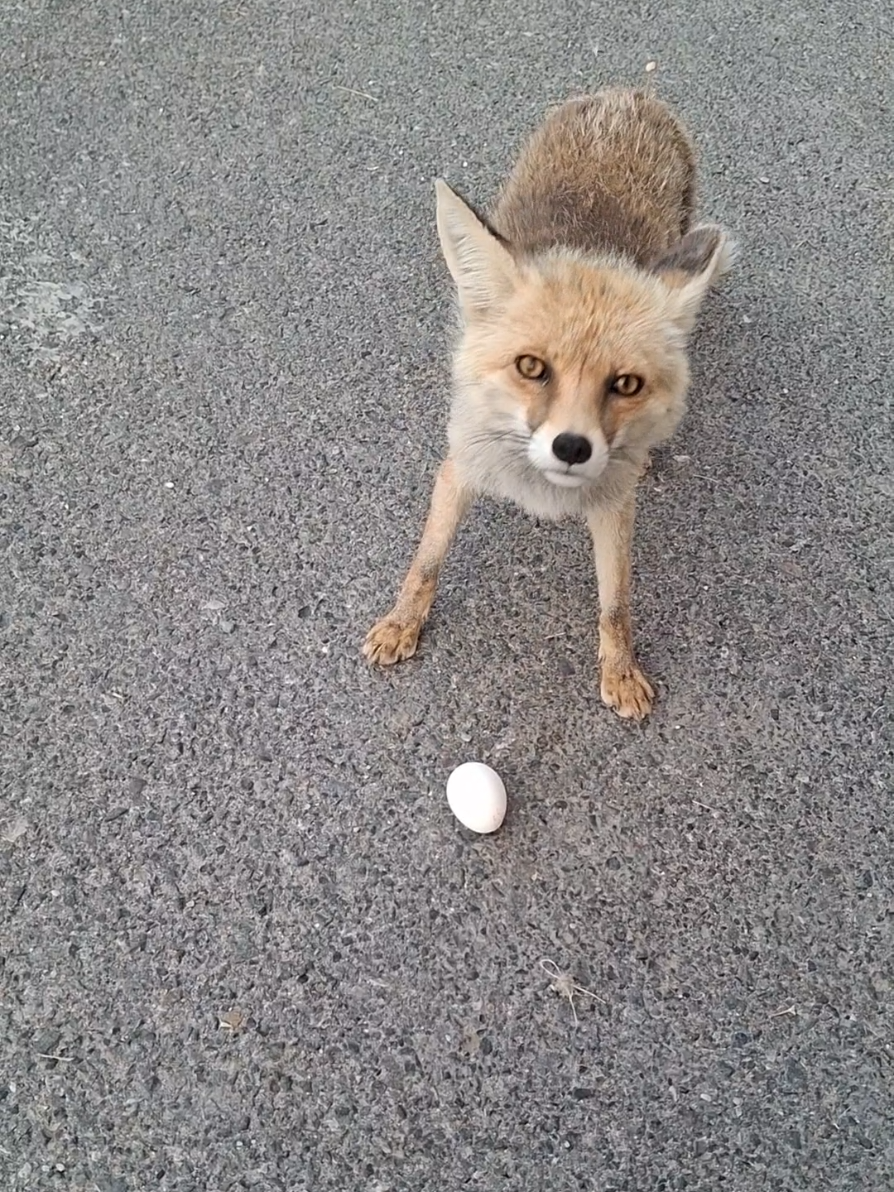 #روباه #روباه_نه_دم #fox #animals 