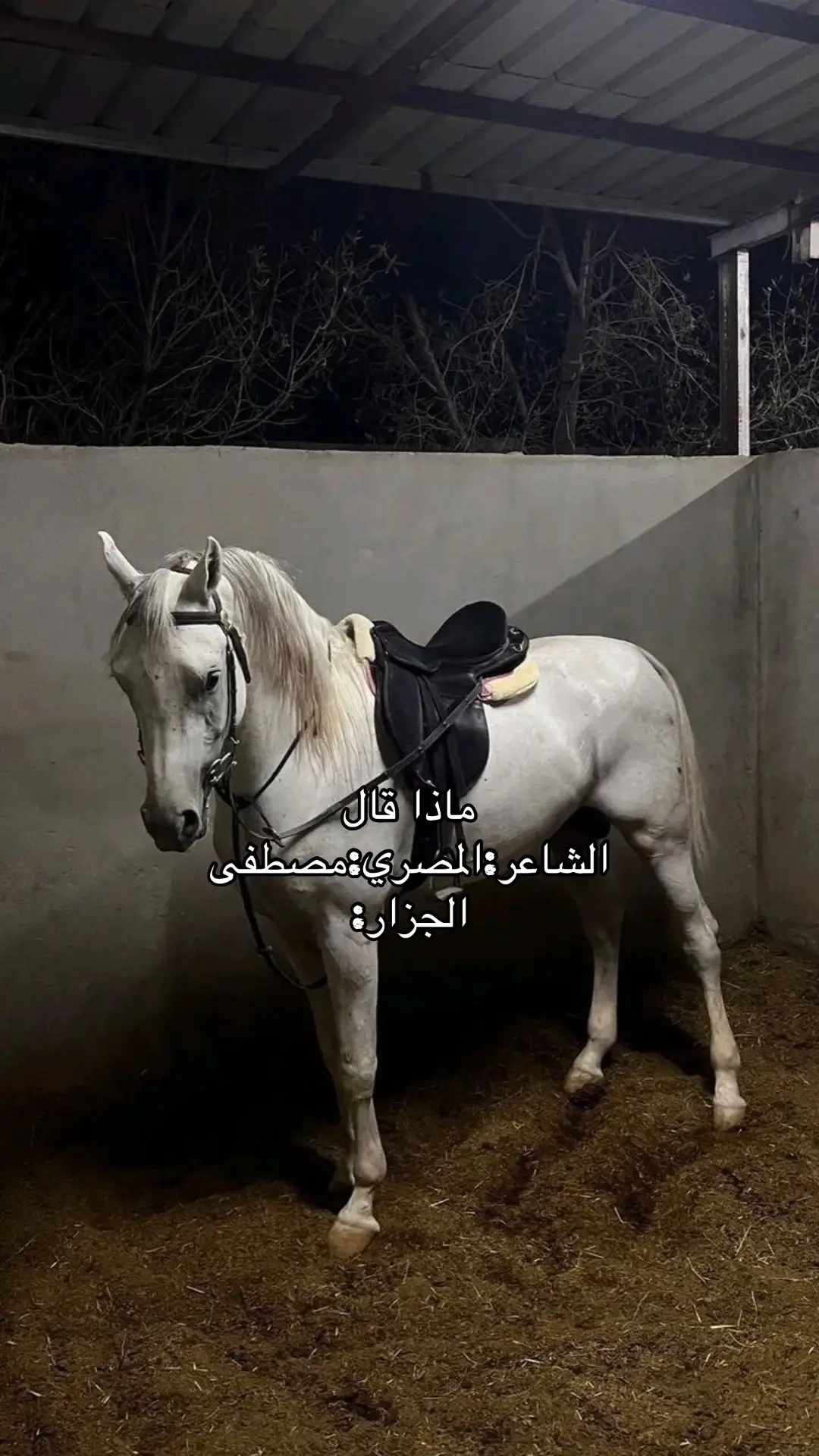 #شاعر #مصطفى #الجزار #عبارت