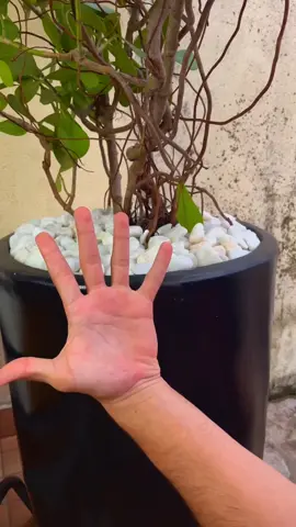 # Must Do Exercise Hand Exercise #foryoytraiik #foryoupage❤️❤️ #tiktokviral #100k #foryoupage @tiktok creators 