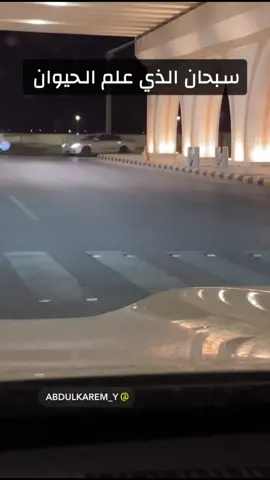 #dog   #حيوان#حيوانات  #animals