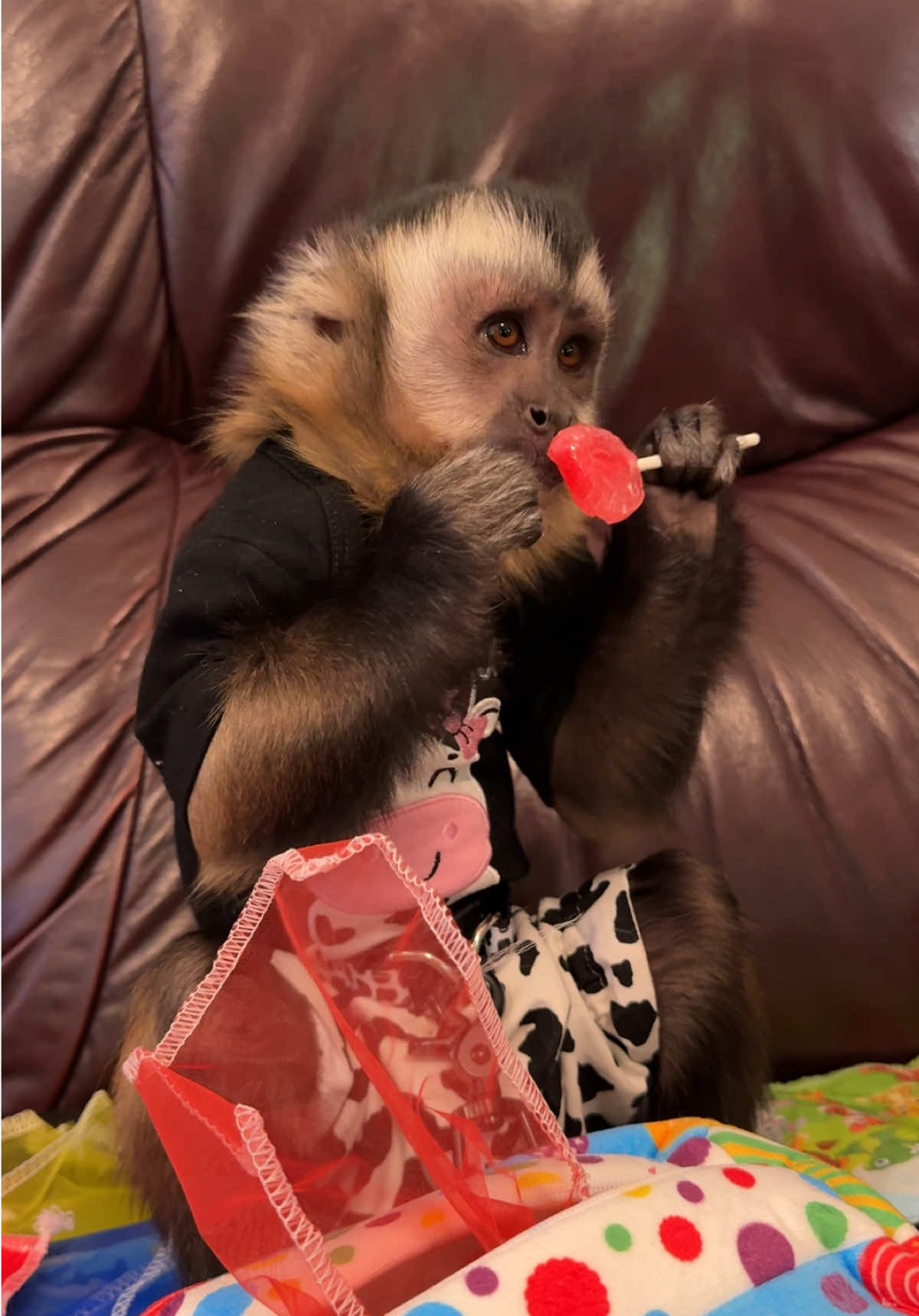 Thank you @Mango_monkey for Willow’s birthday presents!! #willowkate #birthdaygirl #capuchin #monkey #monkeysoftiktok 