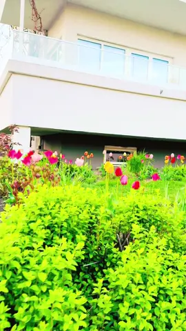 #foryoupage❤️❤️#pakistan #england #trendingvideo #garden 