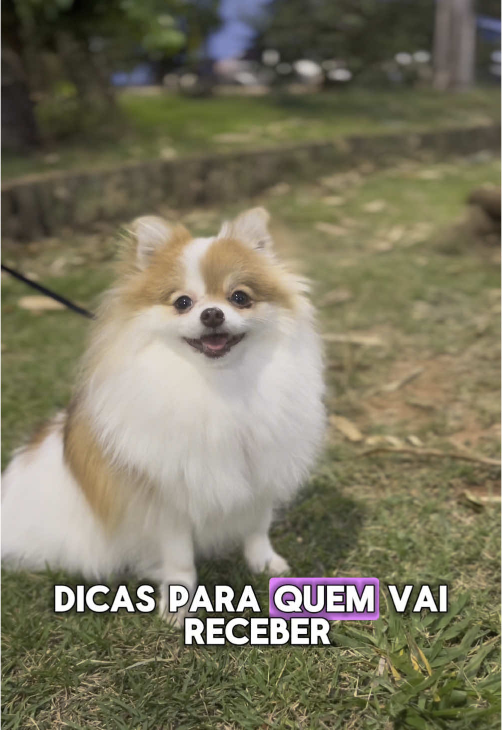 Dicas para quem tem um filhote em casa #dog #cachorro #filhote #spitz #adestramento 