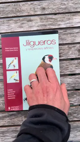 #alichardontv #chardonneret #mknin #cardellini #jilguero #cardueliscarduelis #goldfinch #parva #jilguero_silvestrismo #jilgueros 