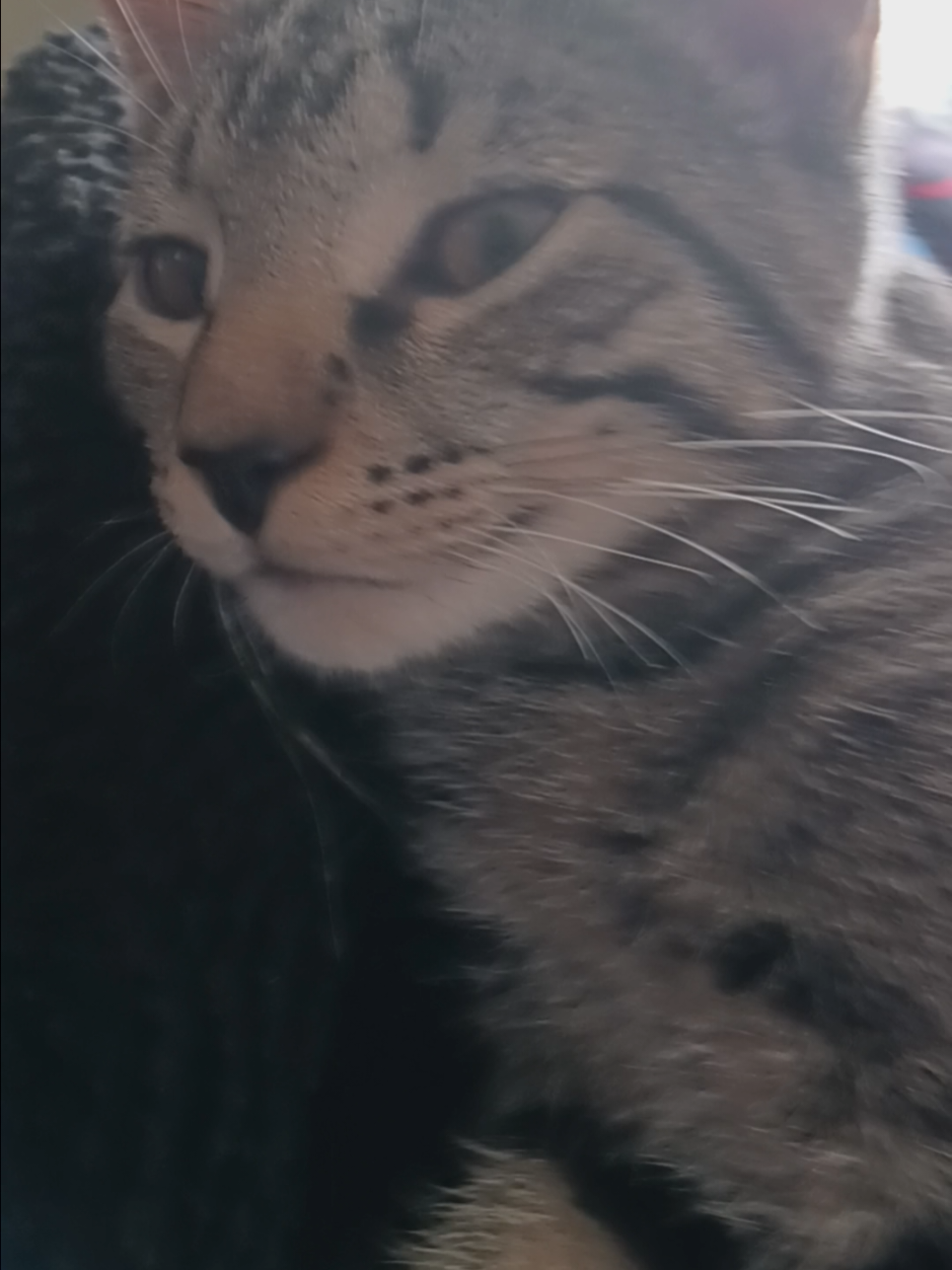 Petting my 4 month old kitten Comet harder each time 🤣 ❤️  #fyp #fyfy #catsoftiktok #kitten #funny #cute 