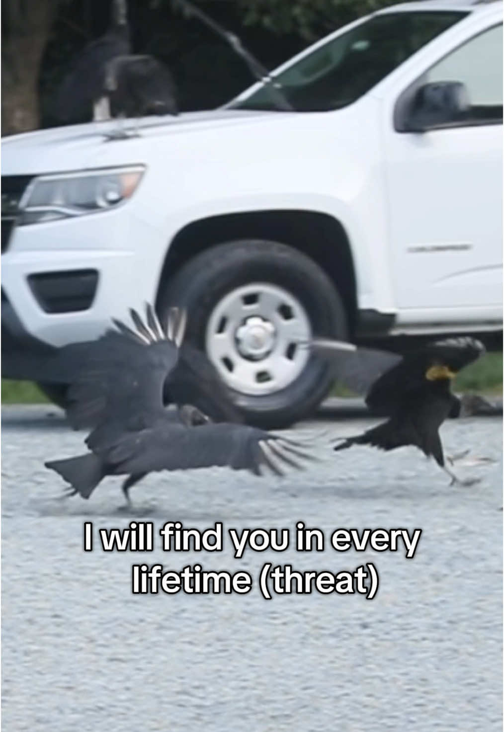 Name me a sentence that describes vultures better… emphasis on the “threat” part 😭  #blackvulture #birds #birding #birdsoftiktok #birdingtiktok 