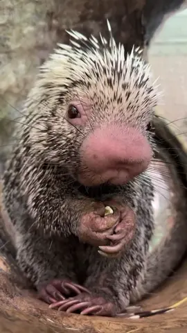 Snack time with sweet Rico! The Brazilian porcupine is an expert climber. Large curved claws, bare soles and a prehensile tail help the large rodent grip branches as it moves through the trees. The muscular tail is nearly as long as the body and essentially acts as a fifth limb. #animals 