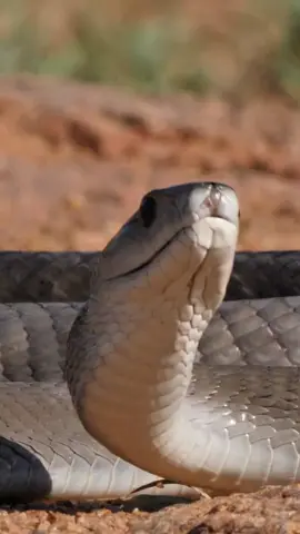 Mamba negra. #mambanegra #cobra 