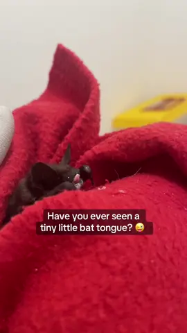 Happy tongue out Tuesday 🤪 here’s a little bat tongue!  #tonguechallenge #bat #baby #babybat #pup #fyp #cuteanimals #puppylove 