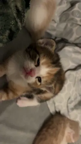 #kitten 