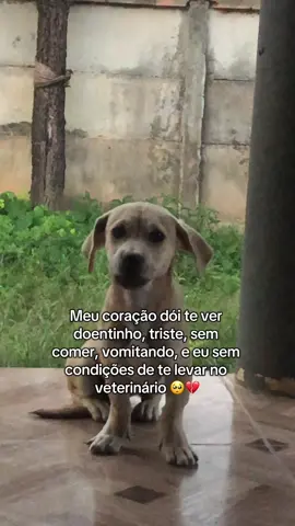 🥺🥺 #animal #cachorro #fyp #foryoupage 