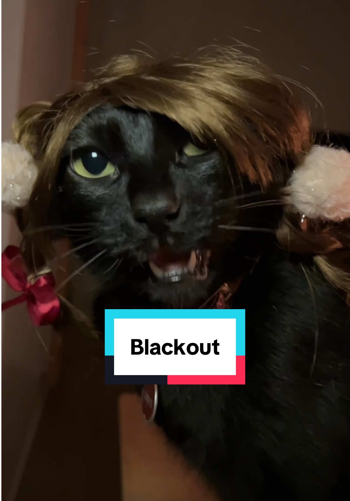 El verdadero y definitivo “Blackout” 🐈‍⬛👏🏻😍❤️ #britney #britneyspears #parati #fyp #blackout #apagon #apagones #gato #gatonegro #viral #tendencia #humor #babyonemoretime 