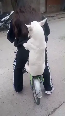 Anda en bici con su hermana por las tardes ♥️😍 #paratiiiiiiiiiiiiiiiiiiiiiiiiiiiiiii #saltacapital #diana #bullterrier 