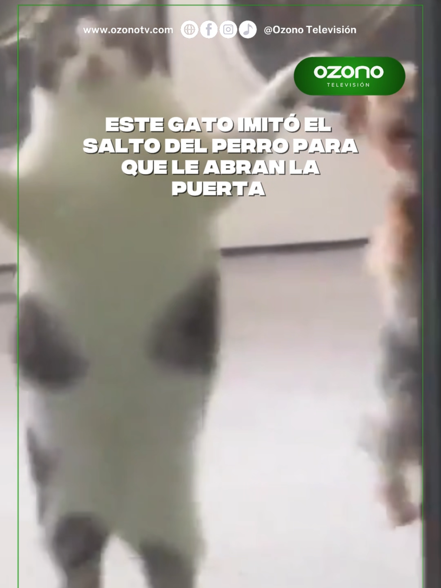 Este gato imitó el salto del perro para que le abran la puerta 😮 #ozonotv #viral #parati #tiktok #gatitos #humor #perritos