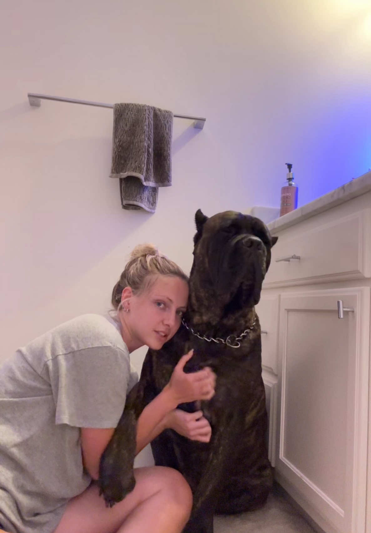 #canecorso #bowser
