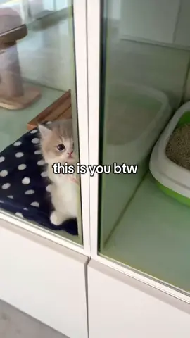 #fyp #relatable #catsoftiktok #catmeme #Relationship #boyfriend #girlfriend 