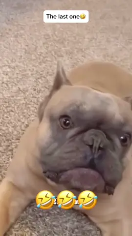 🤣🤣🤣 #voiceover #dogsoftiktok #catsoftiktok #PetsOfTikTok 