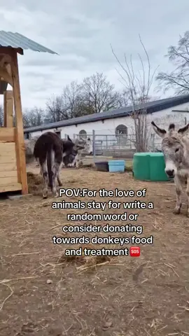 SUPPORT THROUGH PAYPAL LINK IN BIO #donkey #animalvoice #🆘🆘🆘 #fyp 