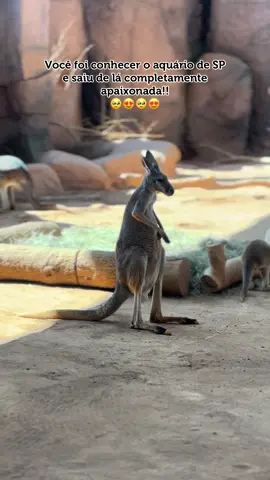 A natureza é perfeita. Deus é perfeito!! #bichinhos #aquariodesaopaulo #aquariodesp #canguru #ursopolar #pinguim 