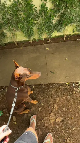 #cachorro #doberman #nero 