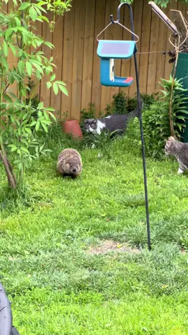 The cats saw a groundhog today. I’m surprised how relatively calm they were. #catsoftiktok #groundhog #catsoutside #cats 