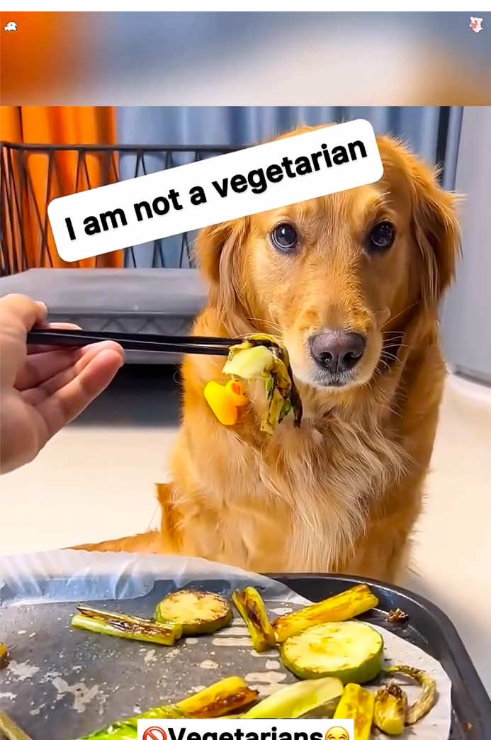 Vegetarian dogs compilation 😂💙 cute and funny.  #dogs #funnydogs #pets #fyp 