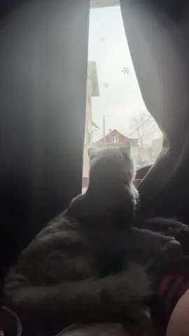 #kittensoftiktok 