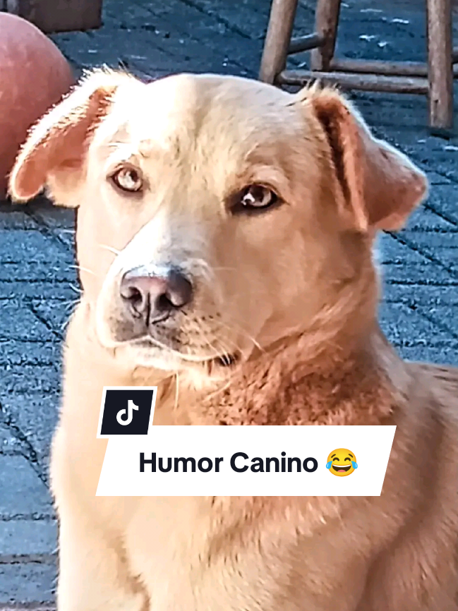 Of The King The power.. 😂🎶 #creatorsearchinsights #viraltiktokvideo #dog #dogsoftiktok #fyp #AmorEmFormaDePatas #PetsEngraçados #HumorCanino #PetViral #funk @Bili 
