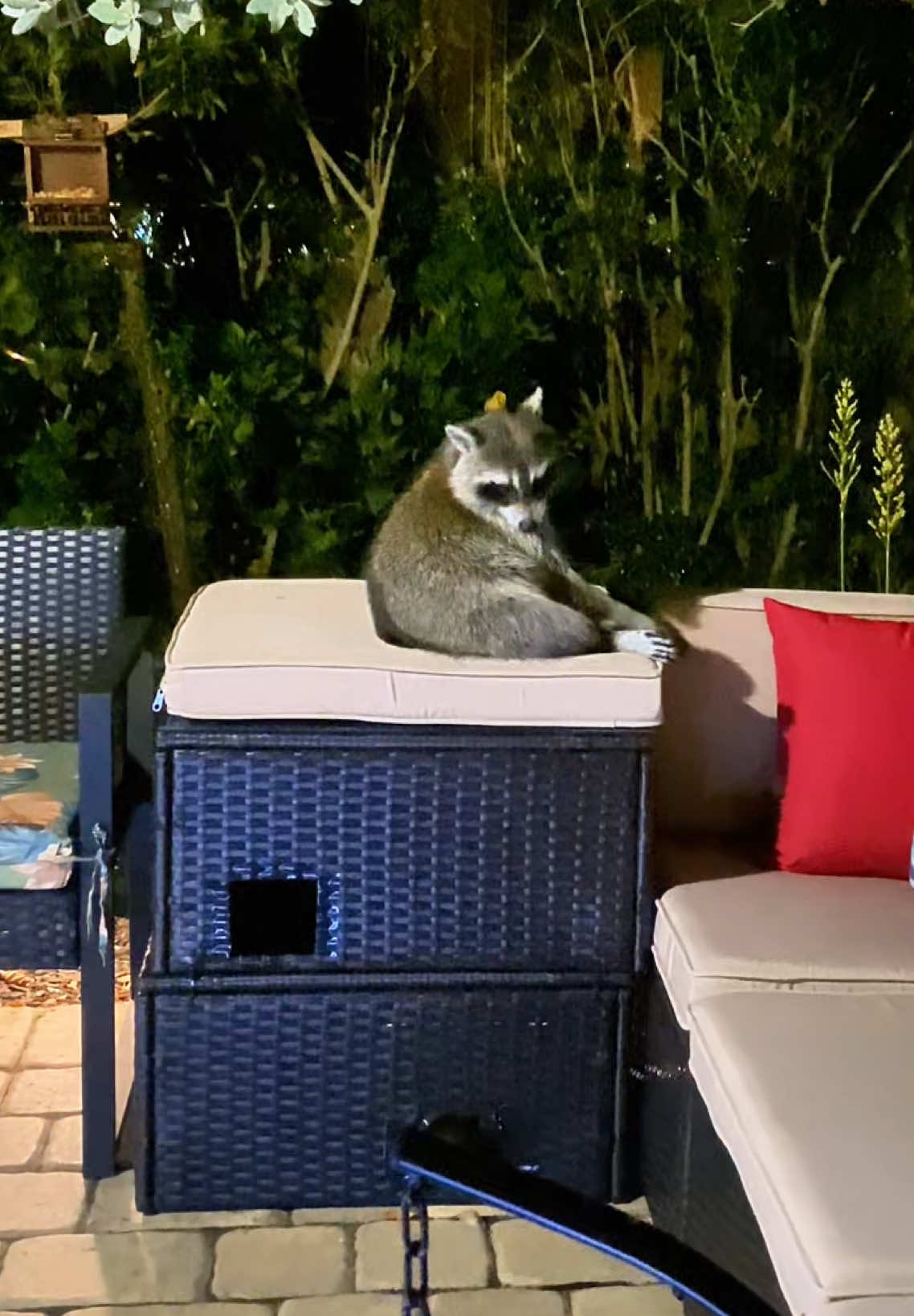 Little raccoon is very naughty.