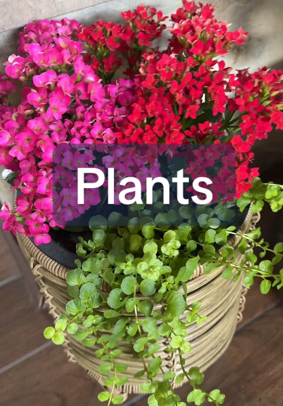 Go get you some plants!!  #plantsoftiktok #plantlady #humortiktok ##planttherapy##springtok##justdoonethingaday##cozyhome##gardentour