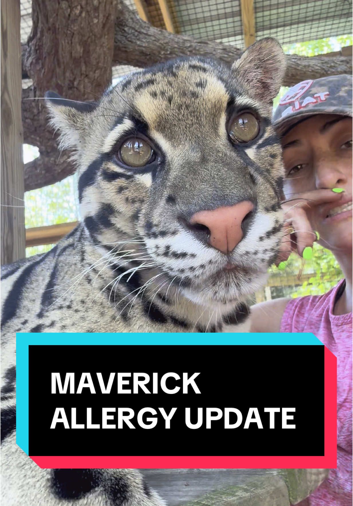 Allergy season sucks lol. #xtremeexoticswildlifefoundation #zookeeper #xtremeexotics #animalhumanbond #zoolife #conservation #ProtectWildlife #zootok #Love #cuteanimals #zookeeperlife #sweetpeasumiandmaverick #sweetpeaandsumi #cloudedleopard 