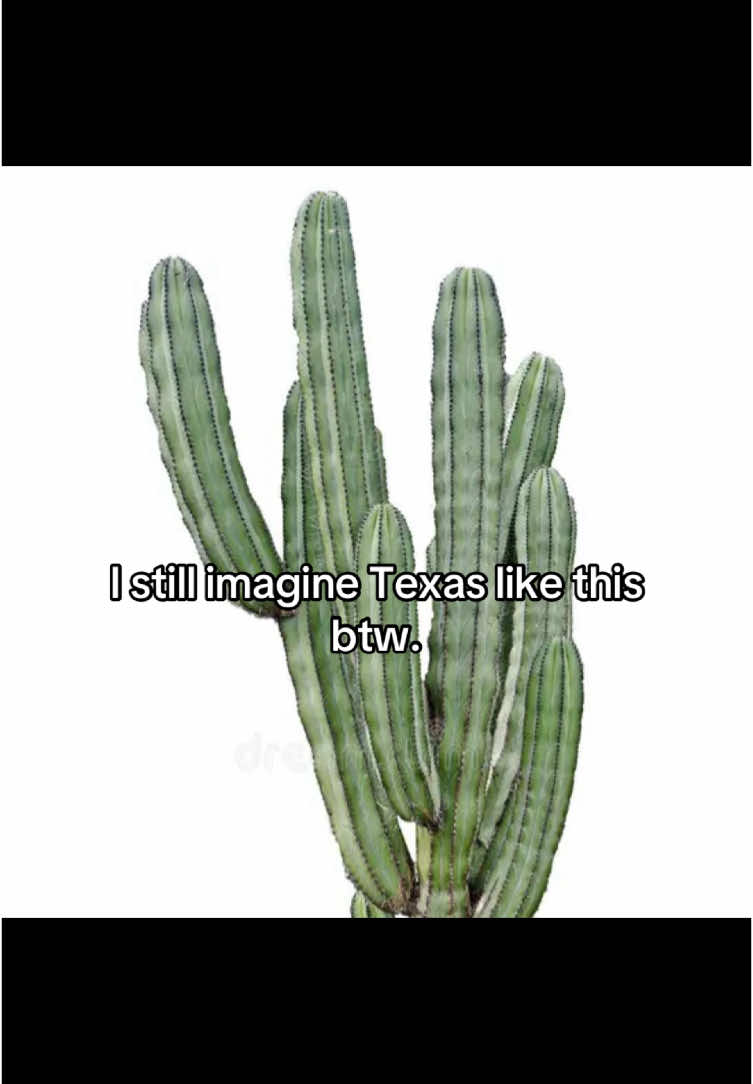 forgot the credits #texas #desert #texasdesert #relatable #foryoupage #stumbleweed