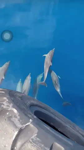 dolphin 🐋 #lumba #pelaut #fyp #dolphin #kendari #pelautindonesia🇲🇨🇲🇨 #wakatobi 