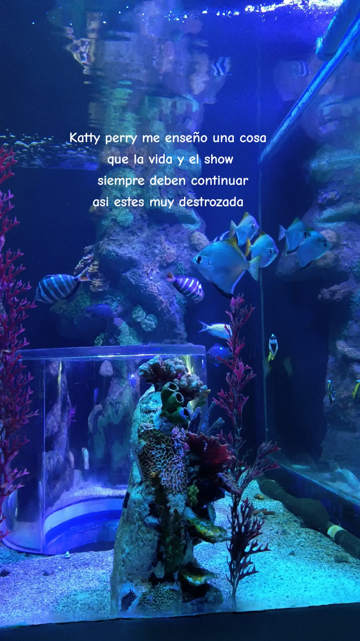 #katyperry 💖 #sanarheridas #sanarelalma #momentos #foryou❤️‍🔥 #pyfツviral_❤ 