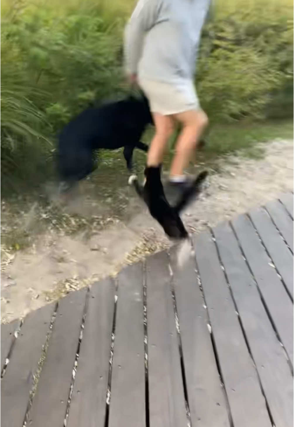 Gangster Cat Attacks Dog & Owner #animals #animalsoftiktok #nature #wildlife #dog #doggo #cat #kittycat #catsoftiktok #kitty #meow #doggy #pet #pets #fight #fighting 