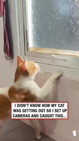 Cats have high intelligence #funnyvideo #funnymoments #funnyanimals #funnycat #catlover #fory #petlover #catsoftiktok