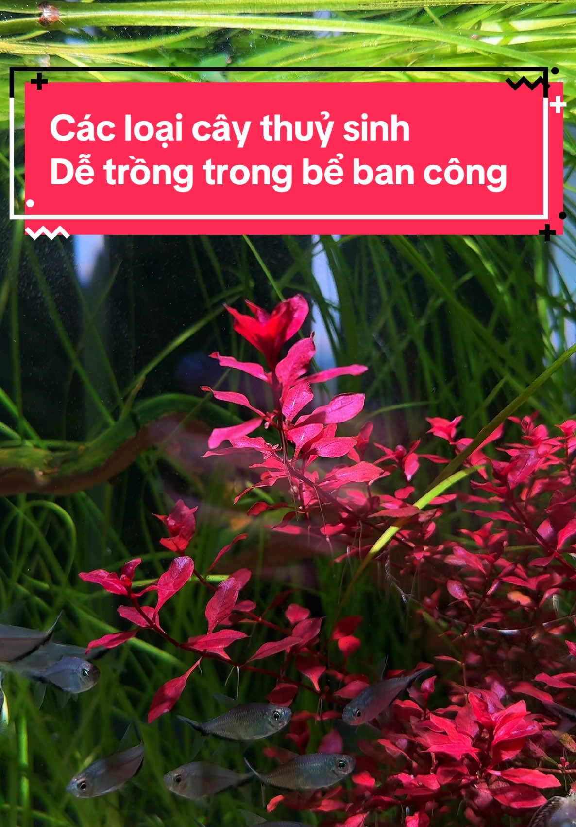 Các loại cây thuỷ sinh dễ trồng , dễ chăm sóc mình hay dùng. Thích nhất là cây màu đỏ #tuấnmêcá #hocatuanmeca #menuoica #tulamhoca #hocabancong 