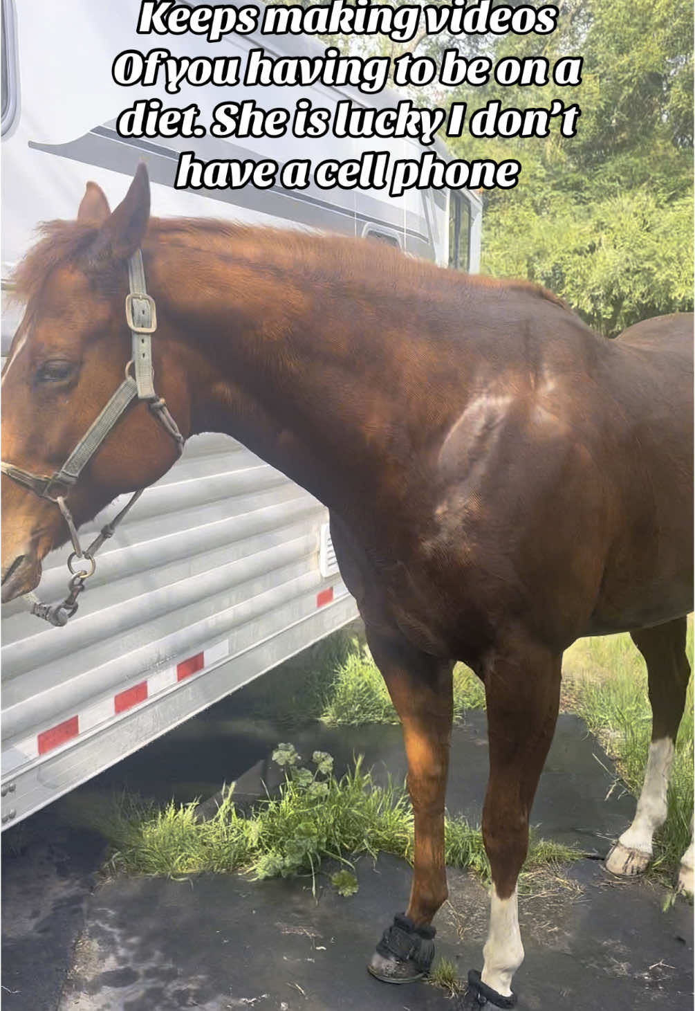 Horse life. Have to try to keep him on a diet. His ears say it all #fifteencentcandybar #Horse #Horselife #equestrian #AQHA #Fyp #diet #ifyouknowyouknow #barrelhorse #aqhaproud 