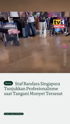 Sebuah kejadian unik terjadi di Bandara Internasional Changi, Singapura, ketika seekor monyet liar tiba-tiba terlihat berkeliaran di area terminal. Insiden ini terjadi pada siang hari, saat aktivitas bandara dalam kondisi normal. Seorang staf perempuan dengan tenang dan sopan membimbing monyet tersebut menuju gerbang keluar, menghindari kepanikan di antara pengunjung dan menjaga suasana tetap kondusif. Pihak pengelola Bandara Changi menyatakan bahwa ini merupakan insiden langka dan langsung ditangani sesuai protokol penanganan satwa liar. Dengan koordinasi cepat antara staf bandara dan petugas pengendali hewan, monyet tersebut berhasil diarahkan keluar tanpa insiden tambahan. Staf perempuan yang membantu tersebut mendapat pujian luas di media sosial karena menunjukkan profesionalisme dan ketenangan dalam situasi tak terduga ini. Footage: @Indiatvlive