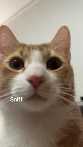 Sniff test! #cats #pets #funny #cute 