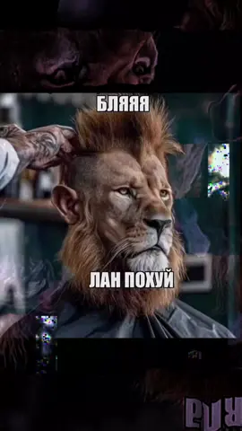 #мем #мемы #лев 