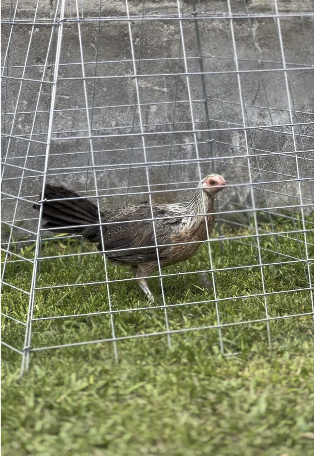 1 ekor betina popeye grey tujuan Negaroa✈️🔥 #putuhomefarm #popeyegrey #marklimpbizkit🇵🇭 