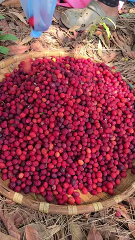 Kafalko dana galbandi vari thapera lyaidiula😋😘😋😘 #kafalpakyo #nepalitiktok #fyp #foryou #trending #videoviral #viral #nepal #nepalitiktok #kafal #foryou #trending #viral #nepali #viral#song  #kafalkodanagalbandivaribokeraleideula  #voice #foryou #trending #videoviral #nepalitiktok #trending #video #nepal#fyp #foryou #nepalitiktok  #nepalitiktok #nepal #viral #song #trending #videoviral #kafal #fyp #fypppppppppppppppppppp