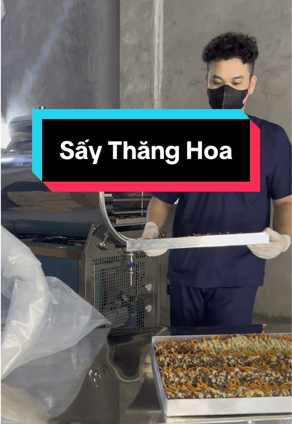 Phần 9 | Sấy Thăng Hao Sẽ Giúp Giữ Lại Dưỡng Chất Trong Đông Trùng Hạ Thảo  @Đông Trùng Hạ Thảo Ancordy #tutruyenthong #hopdongtrung #dongtrunghathao #dcgr 