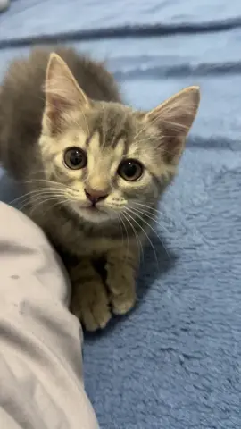 “Con mèo kêu saooo?” #xh #cat #meow #meomeo #catlover #catsofttiktok 